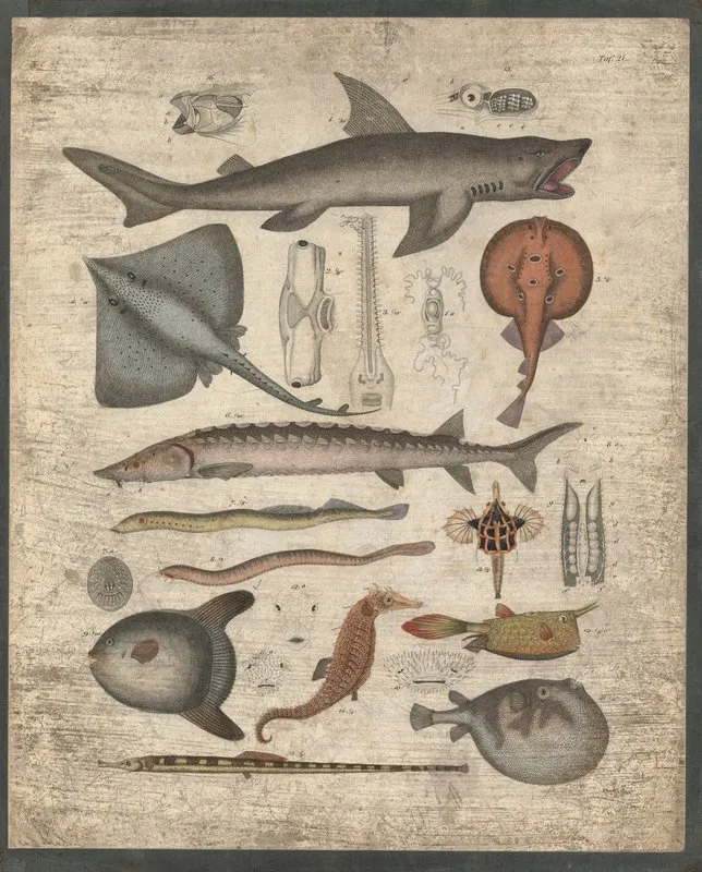 Rays Seahorses Pufferfish And Many More Wall Art by B. Wienker - High-Resolution Digital Print