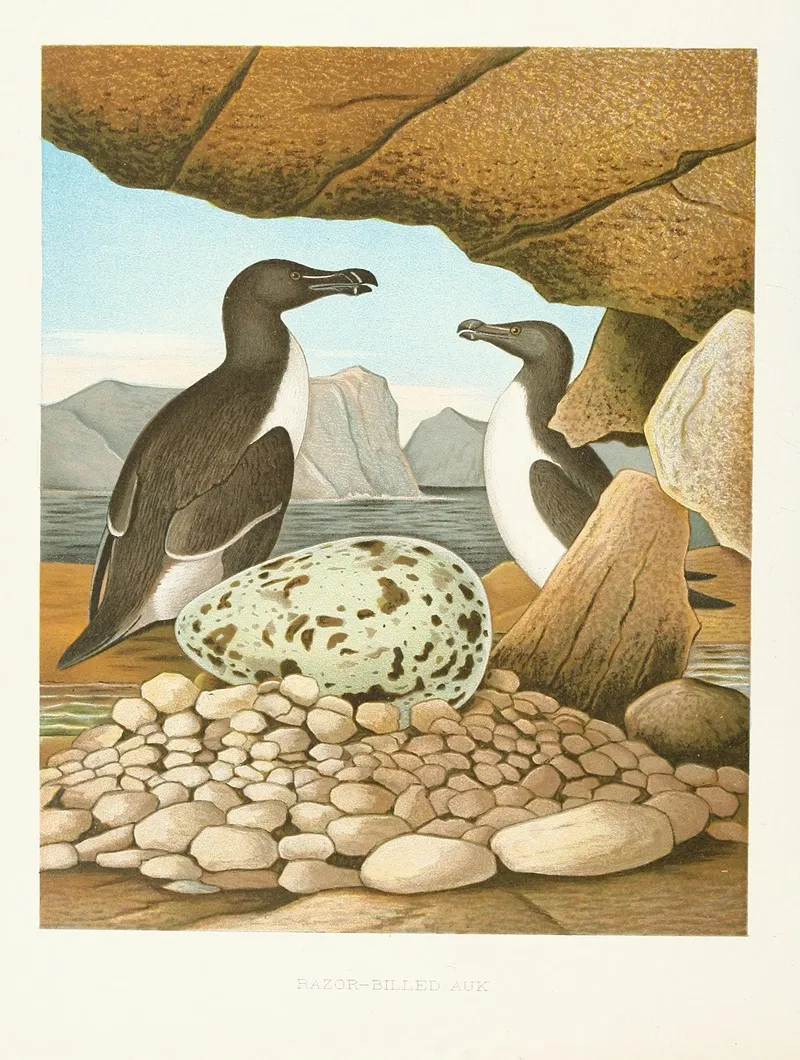 Razor Billed Auk Wall Art by Edwin L. Sheppard - High-Resolution Digital Print
