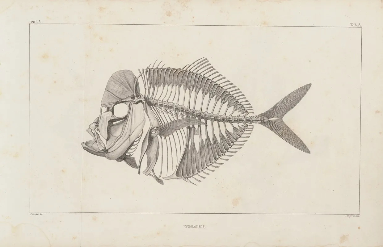 Recherches Sur Les Poissons Fossiles Pl 001 Wall Art by Louis Agassiz - High-Resolution Digital Print