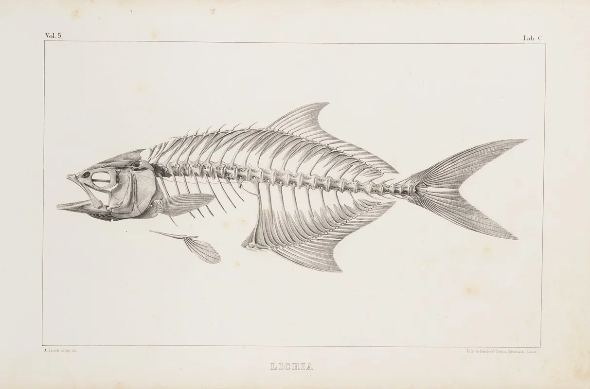 Recherches Sur Les Poissons Fossiles Pl 003 Wall Art by Louis Agassiz - High-Resolution Digital Print