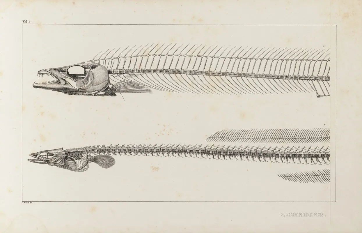 Recherches Sur Les Poissons Fossiles Pl 004 Wall Art by Louis Agassiz - High-Resolution Digital Print