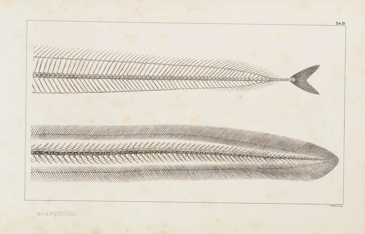 Recherches Sur Les Poissons Fossiles Pl 005 Wall Art by Louis Agassiz - High-Resolution Digital Print