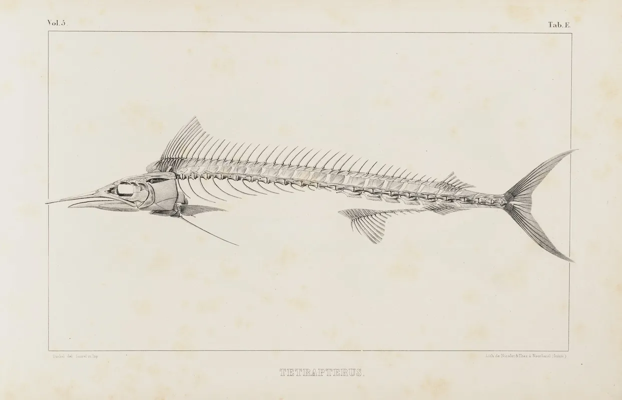 Recherches Sur Les Poissons Fossiles Pl 006 Wall Art by Louis Agassiz - High-Resolution Digital Print