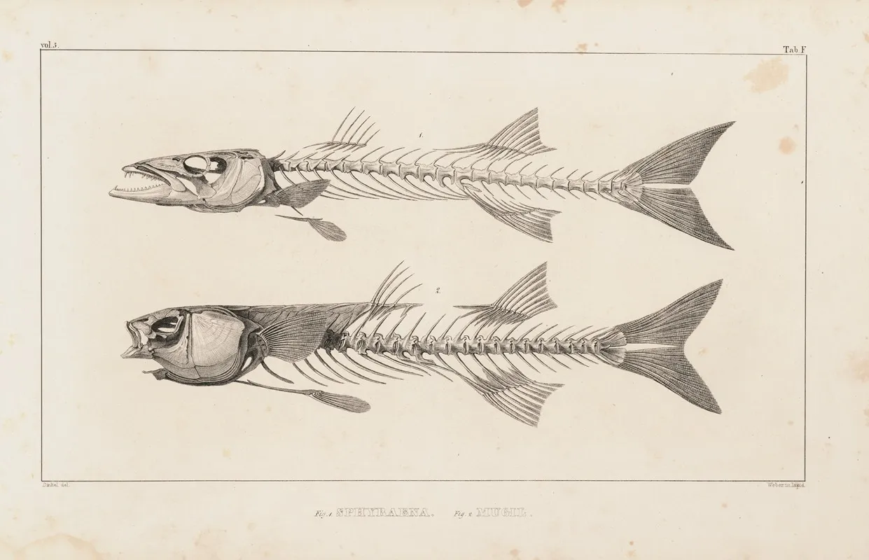 Recherches Sur Les Poissons Fossiles Pl 007 Wall Art by Louis Agassiz - High-Resolution Digital Print