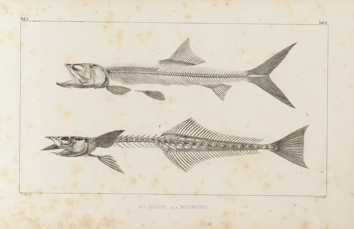 Recherches Sur Les Poissons Fossiles Pl 008 Wall Art by Louis Agassiz - High-Resolution Digital Print
