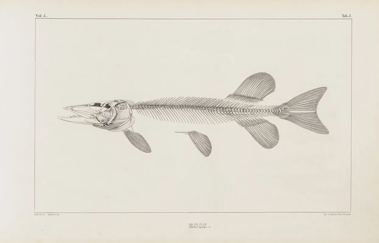 Recherches Sur Les Poissons Fossiles Pl 010 Wall Art by Louis Agassiz - High-Resolution Digital Print
