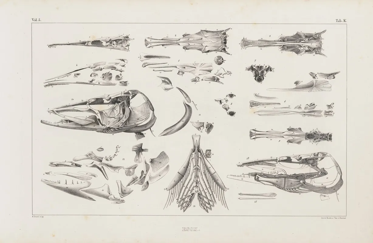 Recherches Sur Les Poissons Fossiles Pl 011 Wall Art by Louis Agassiz - High-Resolution Digital Print