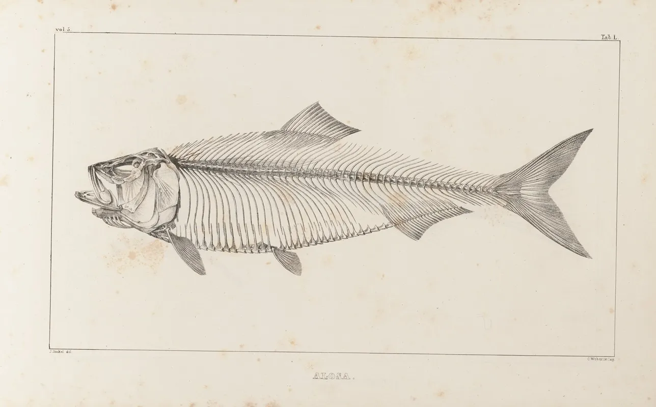 Recherches Sur Les Poissons Fossiles Pl 012 Wall Art by Louis Agassiz - High-Resolution Digital Print