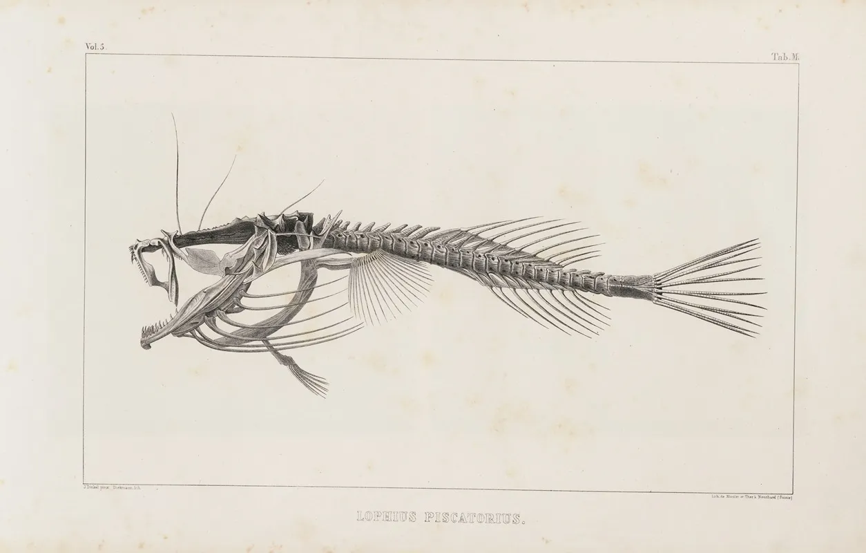 Recherches Sur Les Poissons Fossiles Pl 013 Wall Art by Louis Agassiz - High-Resolution Digital Print