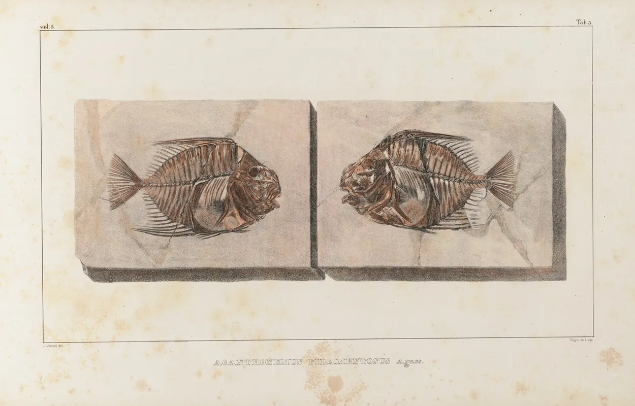 Recherches Sur Les Poissons Fossiles Pl 016 Wall Art by Louis Agassiz - High-Resolution Digital Print