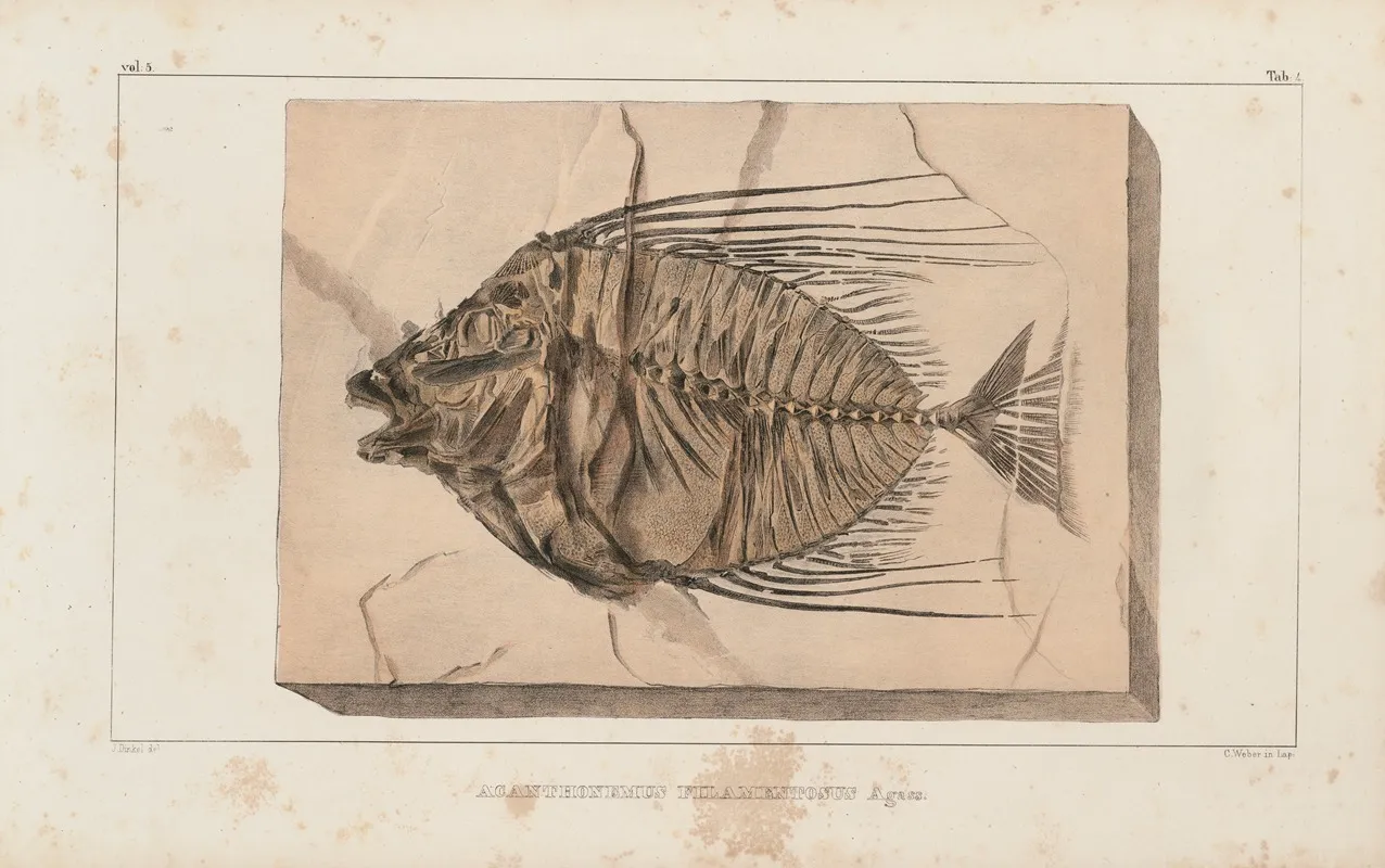 Recherches Sur Les Poissons Fossiles Pl 017 Wall Art by Louis Agassiz - High-Resolution Digital Print