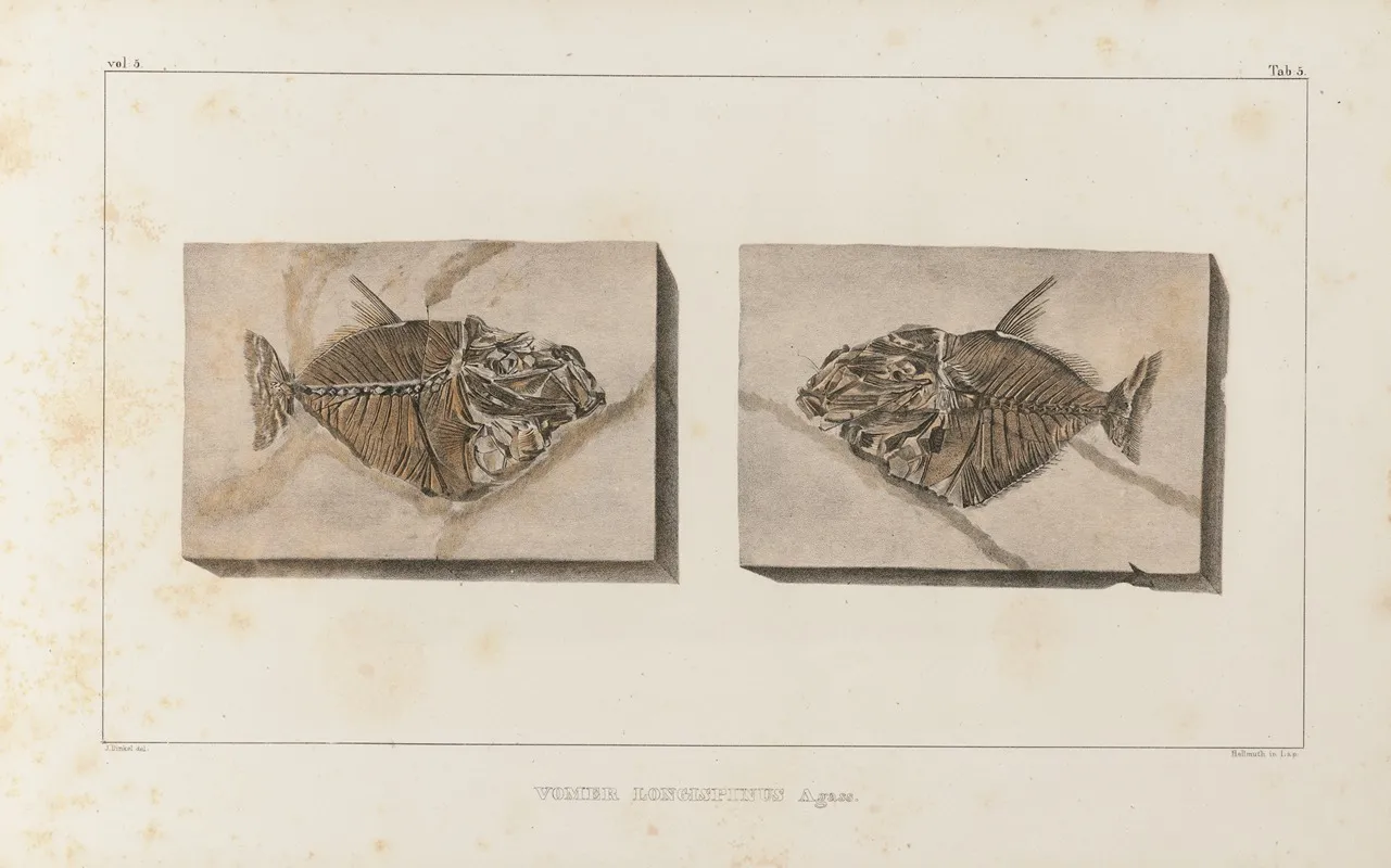 Recherches Sur Les Poissons Fossiles Pl 018 Wall Art by Louis Agassiz - High-Resolution Digital Print