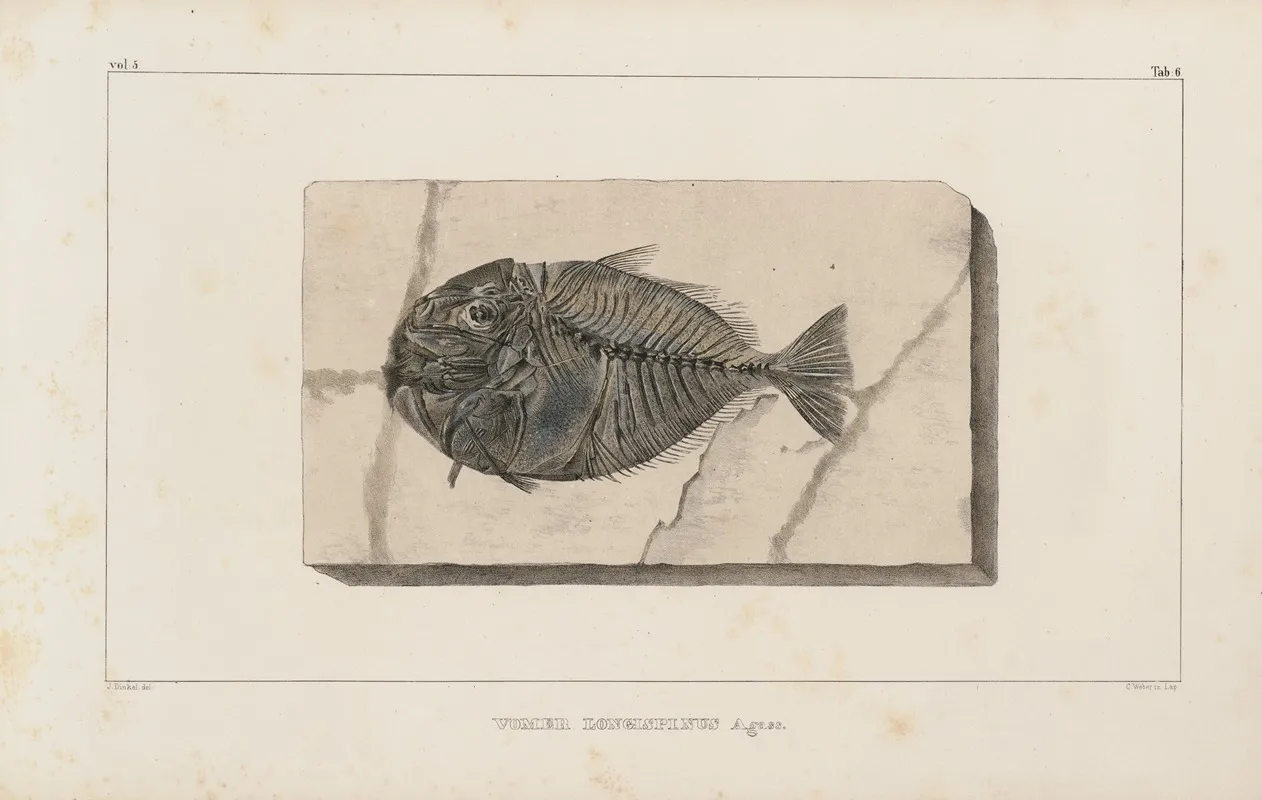 Recherches Sur Les Poissons Fossiles Pl 019 Wall Art by Louis Agassiz - High-Resolution Digital Print
