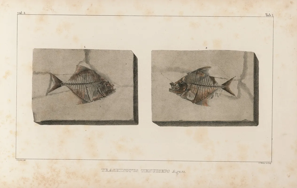 Recherches Sur Les Poissons Fossiles Pl 020 Wall Art by Louis Agassiz - High-Resolution Digital Print