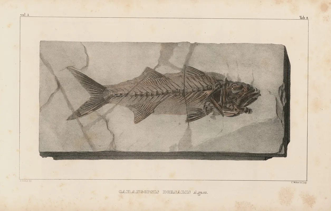 Recherches Sur Les Poissons Fossiles Pl 021 Wall Art by Louis Agassiz - High-Resolution Digital Print