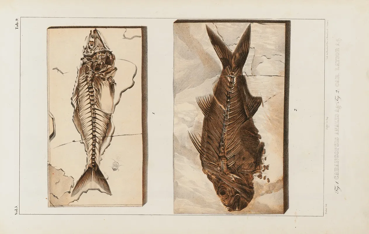 Recherches Sur Les Poissons Fossiles Pl 022 Wall Art by Louis Agassiz - High-Resolution Digital Print