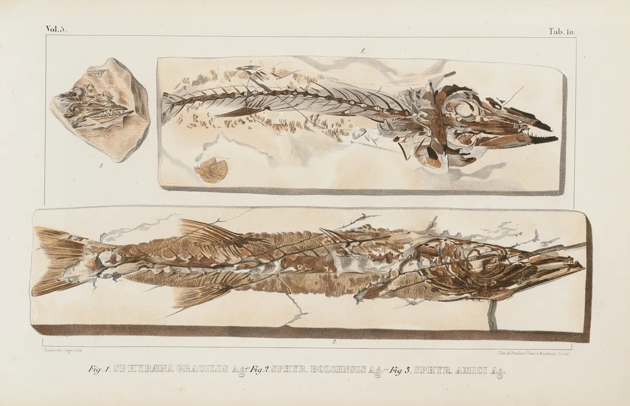 Recherches Sur Les Poissons Fossiles Pl 023 Wall Art by Louis Agassiz - High-Resolution Digital Print
