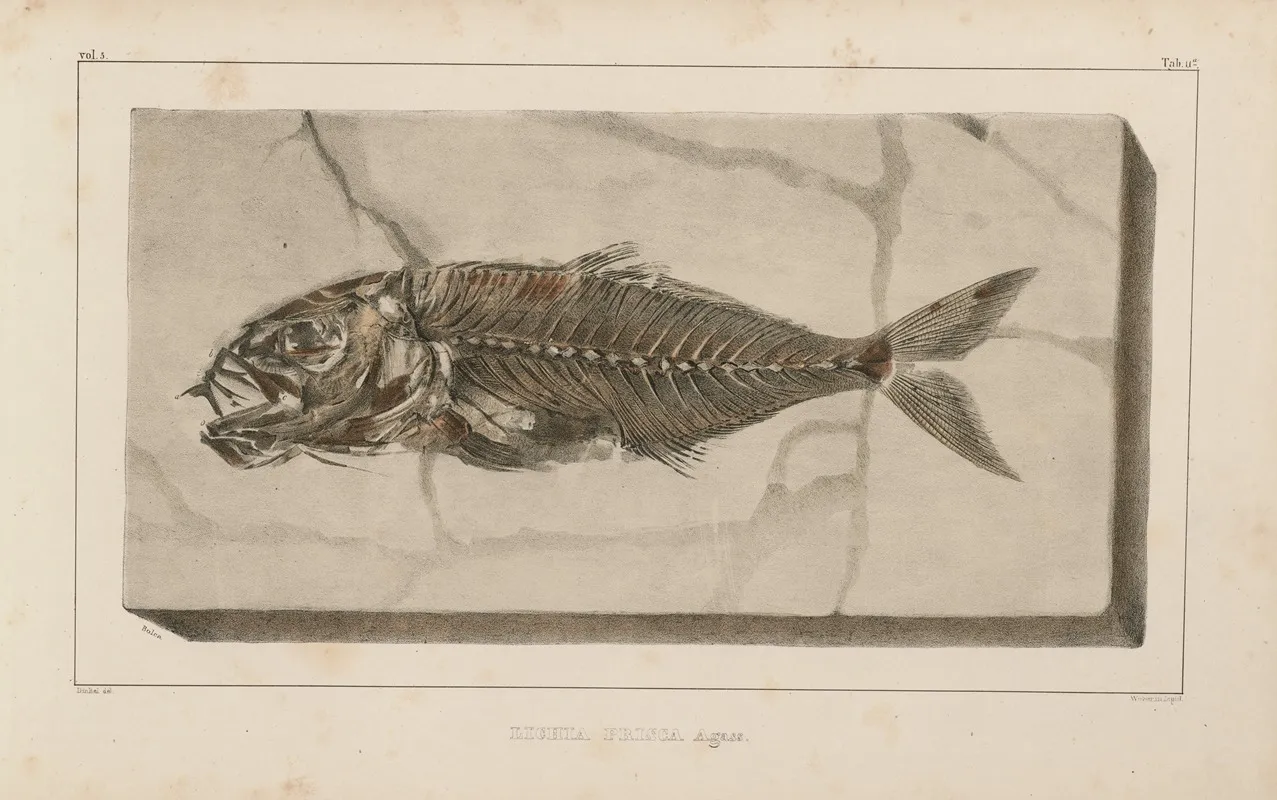 Recherches Sur Les Poissons Fossiles Pl 025 Wall Art by Louis Agassiz - High-Resolution Digital Print