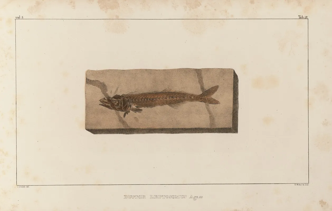 Recherches Sur Les Poissons Fossiles Pl 026 Wall Art by Louis Agassiz - High-Resolution Digital Print