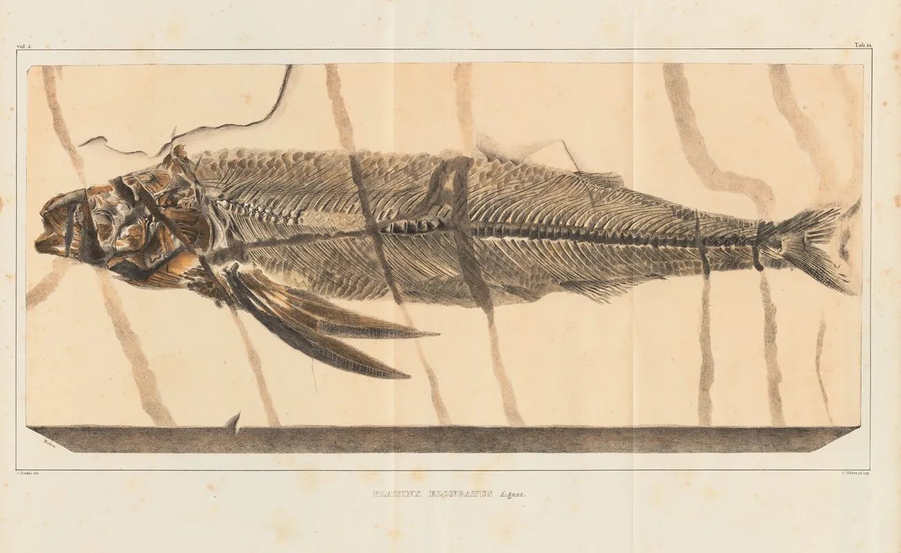 Recherches Sur Les Poissons Fossiles Pl 028 Wall Art by Louis Agassiz - High-Resolution Digital Print