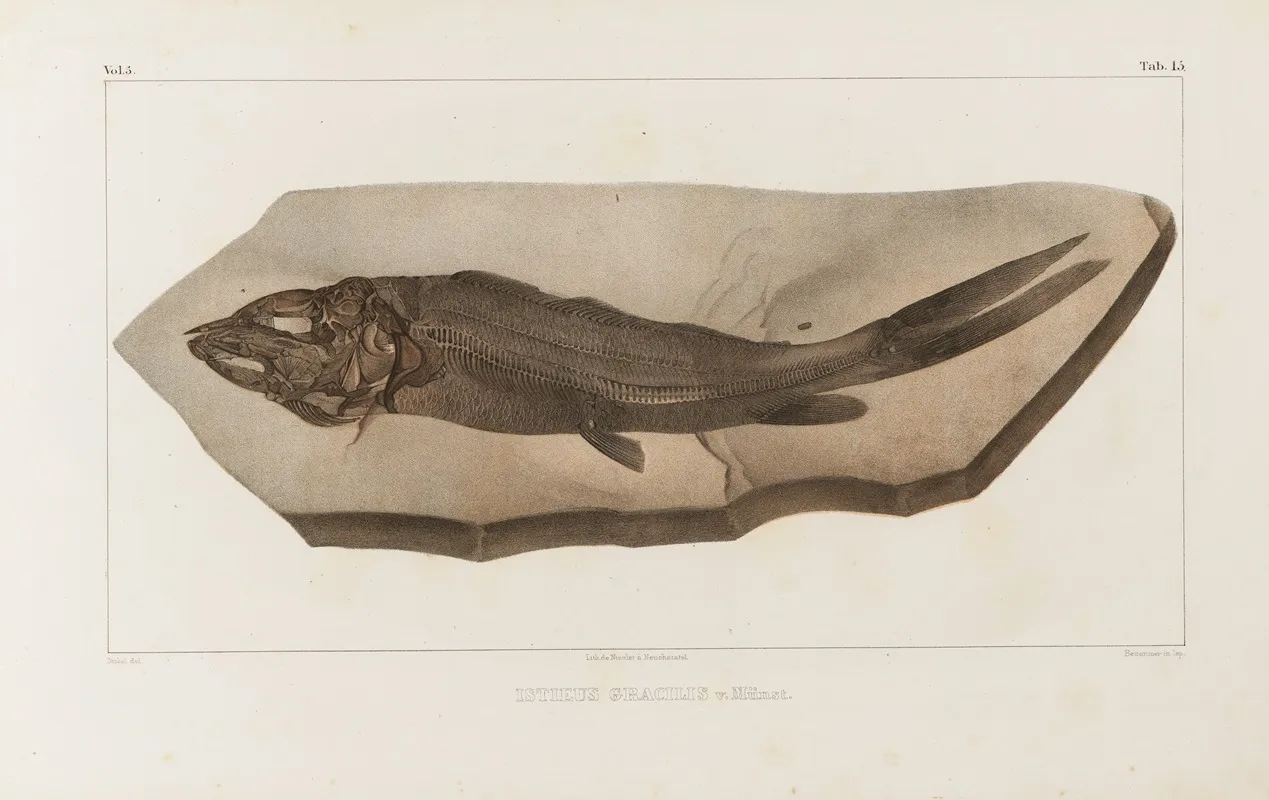 Recherches Sur Les Poissons Fossiles Pl 029 Wall Art by Louis Agassiz - High-Resolution Digital Print