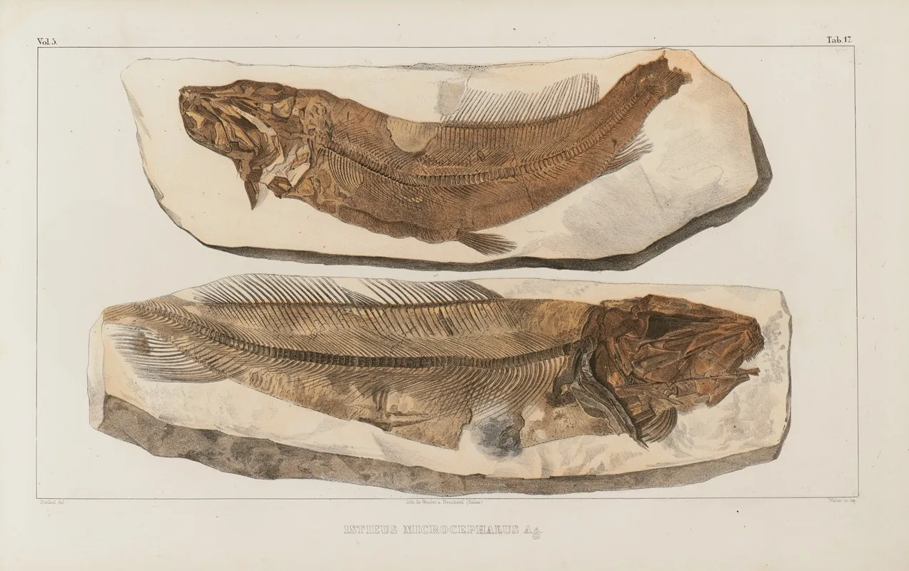 Recherches Sur Les Poissons Fossiles Pl 031 Wall Art by Louis Agassiz - High-Resolution Digital Print