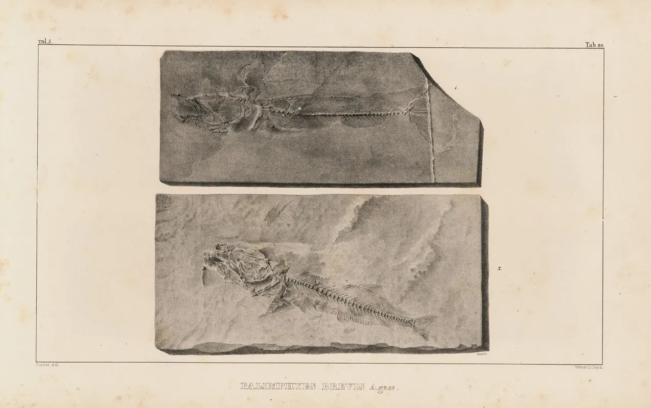 Recherches Sur Les Poissons Fossiles Pl 034 Wall Art by Louis Agassiz - High-Resolution Digital Print