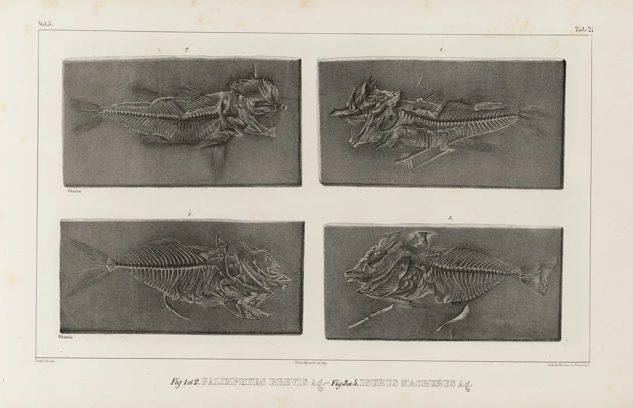 Recherches Sur Les Poissons Fossiles Pl 035 Wall Art by Louis Agassiz - High-Resolution Digital Print