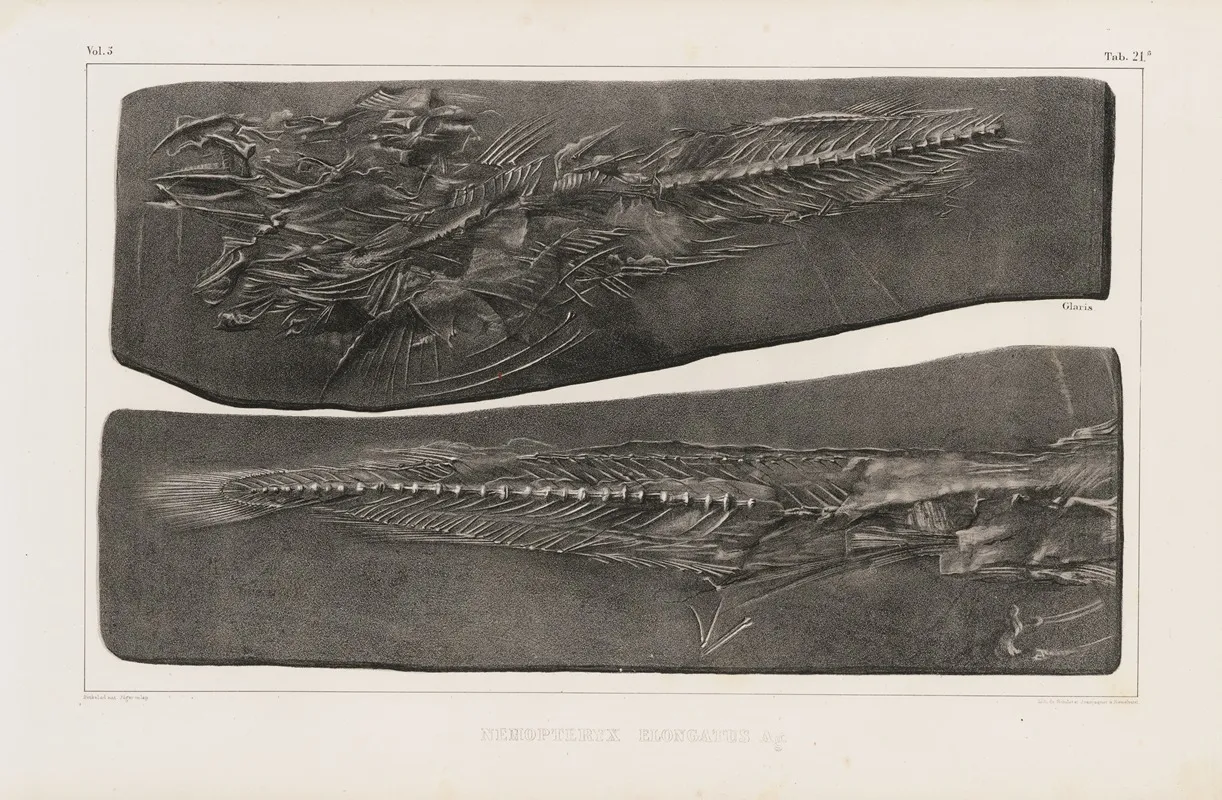 Recherches Sur Les Poissons Fossiles Pl 036 Wall Art by Louis Agassiz - High-Resolution Digital Print