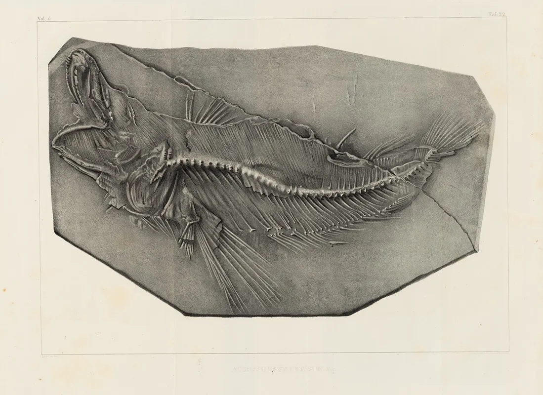 Recherches Sur Les Poissons Fossiles Pl 037 Wall Art by Louis Agassiz - High-Resolution Digital Print
