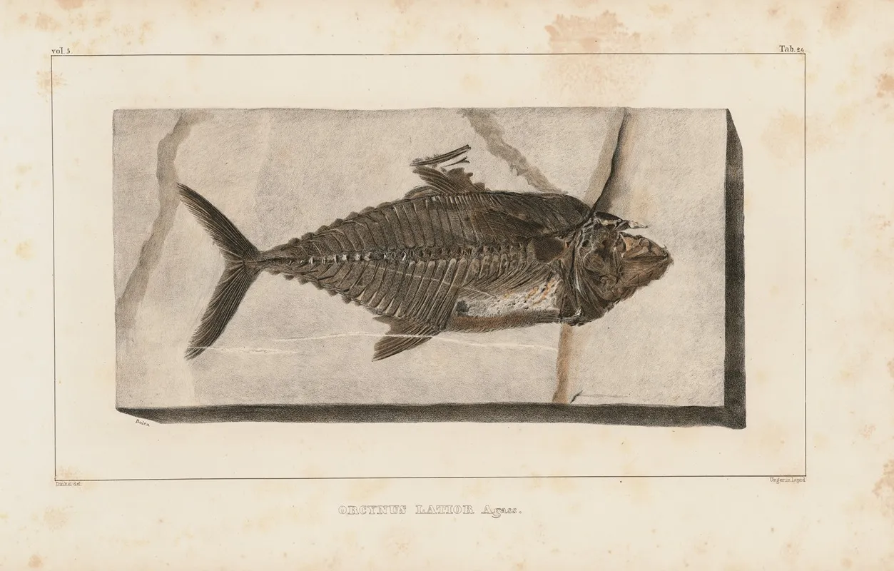 Recherches Sur Les Poissons Fossiles Pl 039 Wall Art by Louis Agassiz - High-Resolution Digital Print