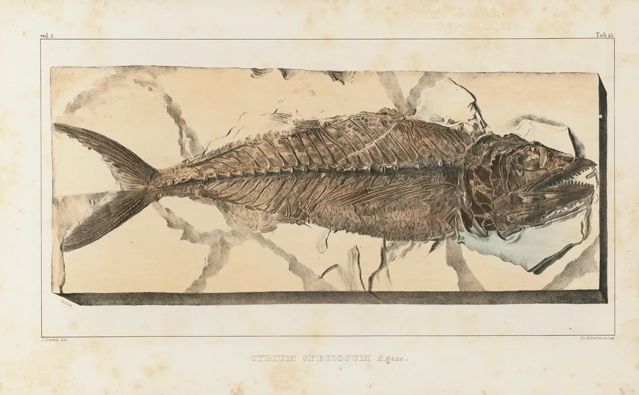Recherches Sur Les Poissons Fossiles Pl 040 Wall Art by Louis Agassiz - High-Resolution Digital Print