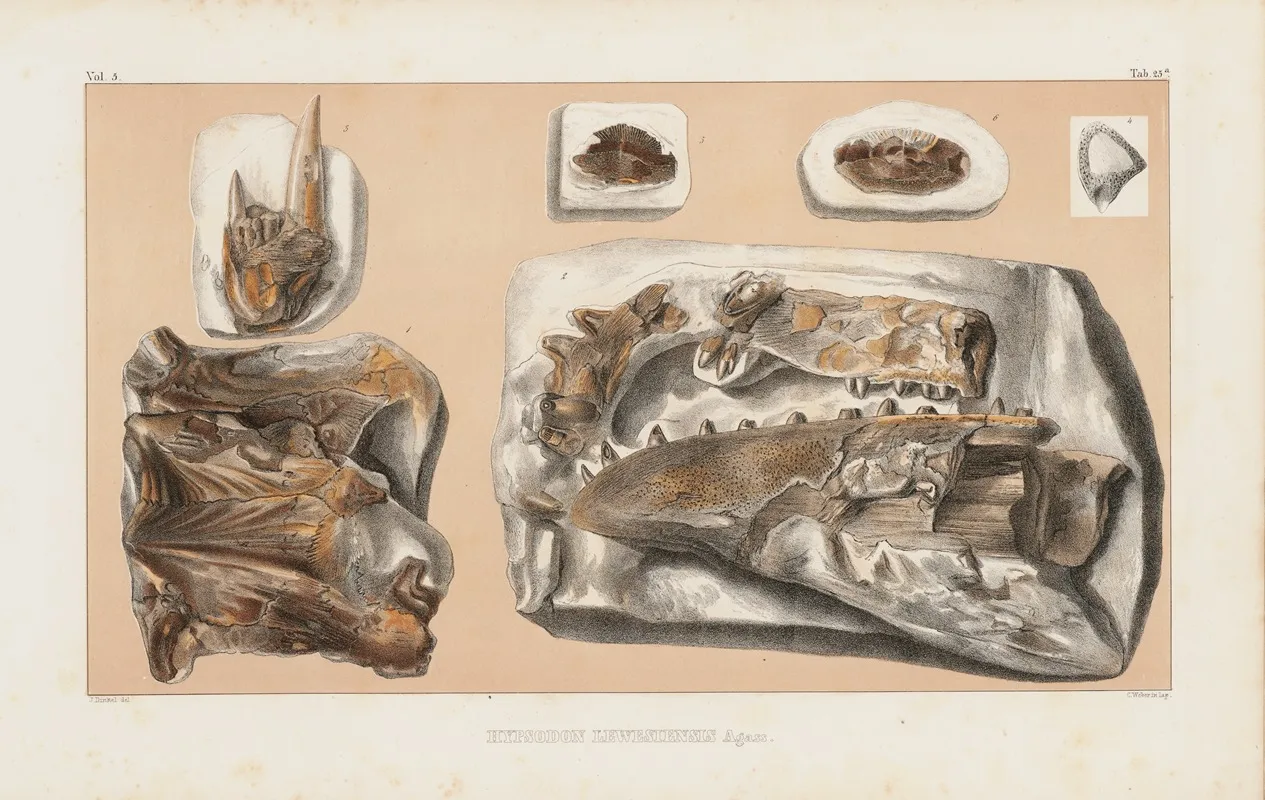 Recherches Sur Les Poissons Fossiles Pl 041 Wall Art by Louis Agassiz - High-Resolution Digital Print