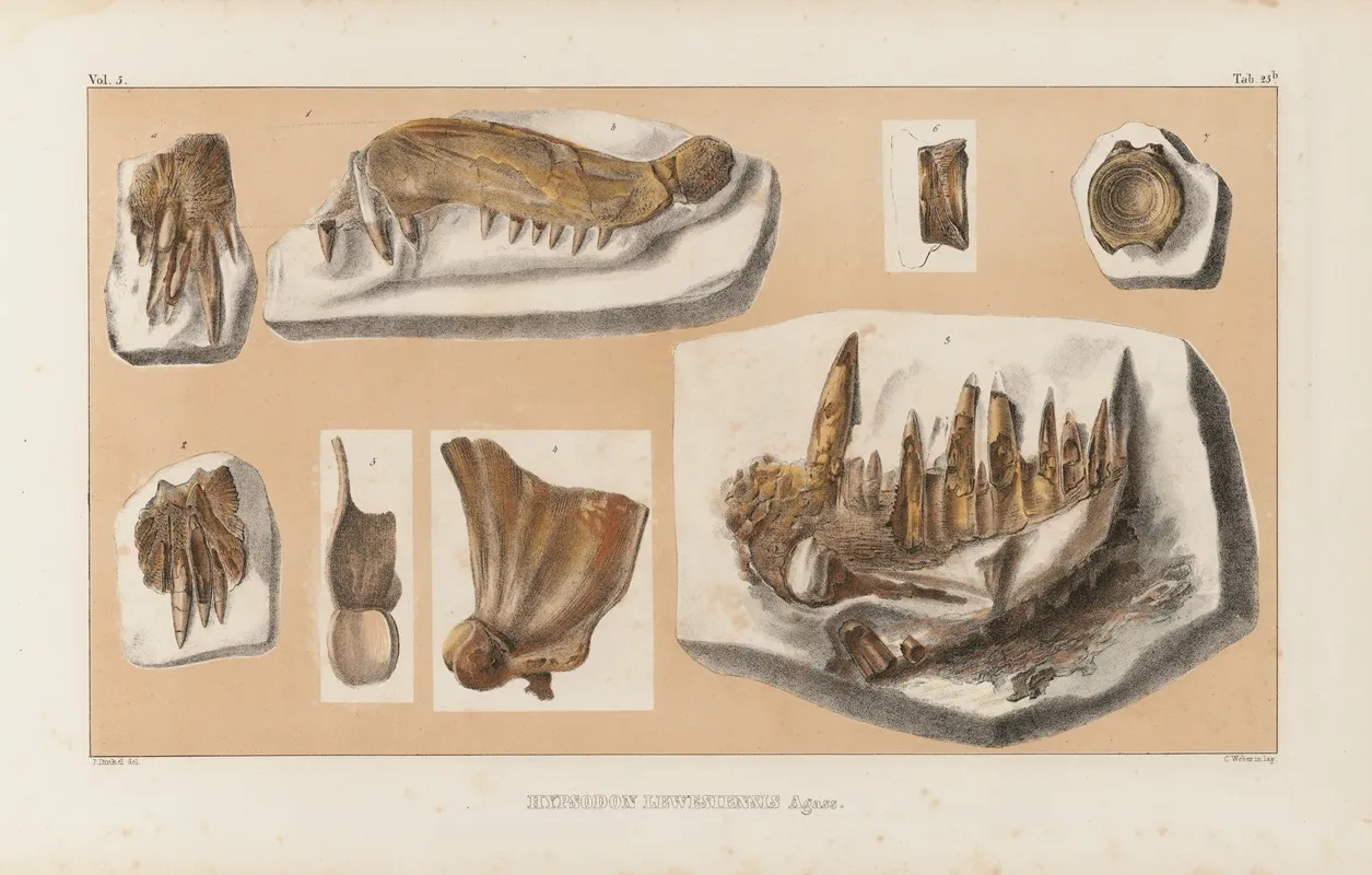 Recherches Sur Les Poissons Fossiles Pl 042 Wall Art by Louis Agassiz - High-Resolution Digital Print