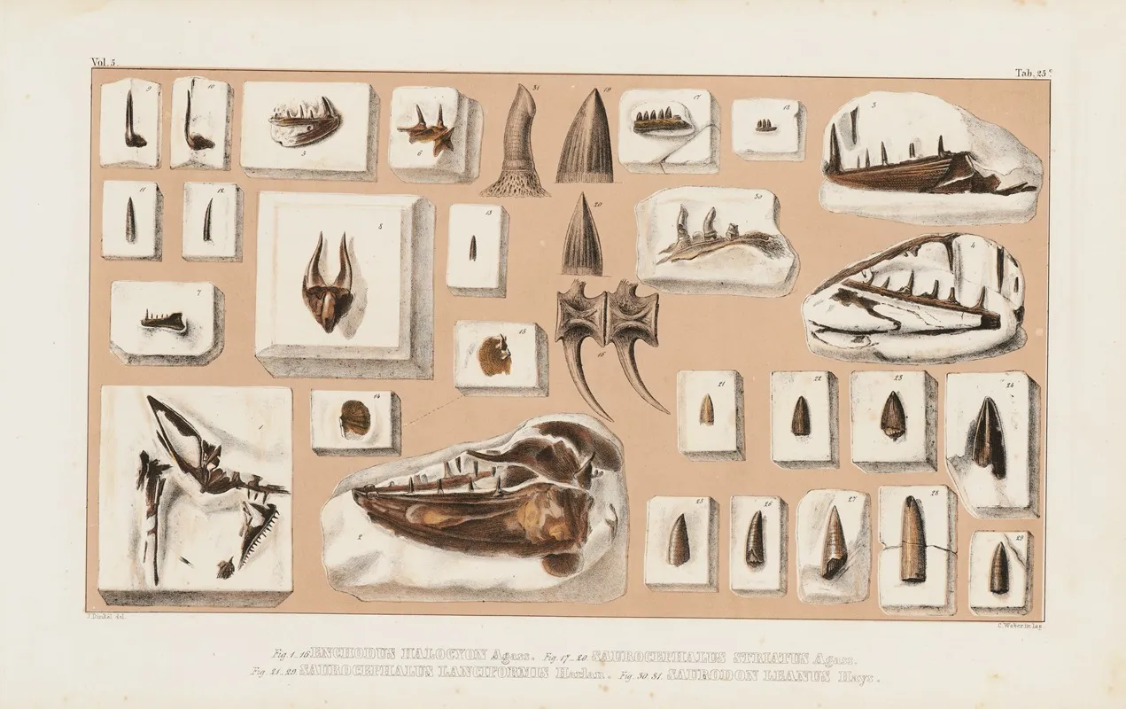 Recherches Sur Les Poissons Fossiles Pl 043 Wall Art by Louis Agassiz - High-Resolution Digital Print