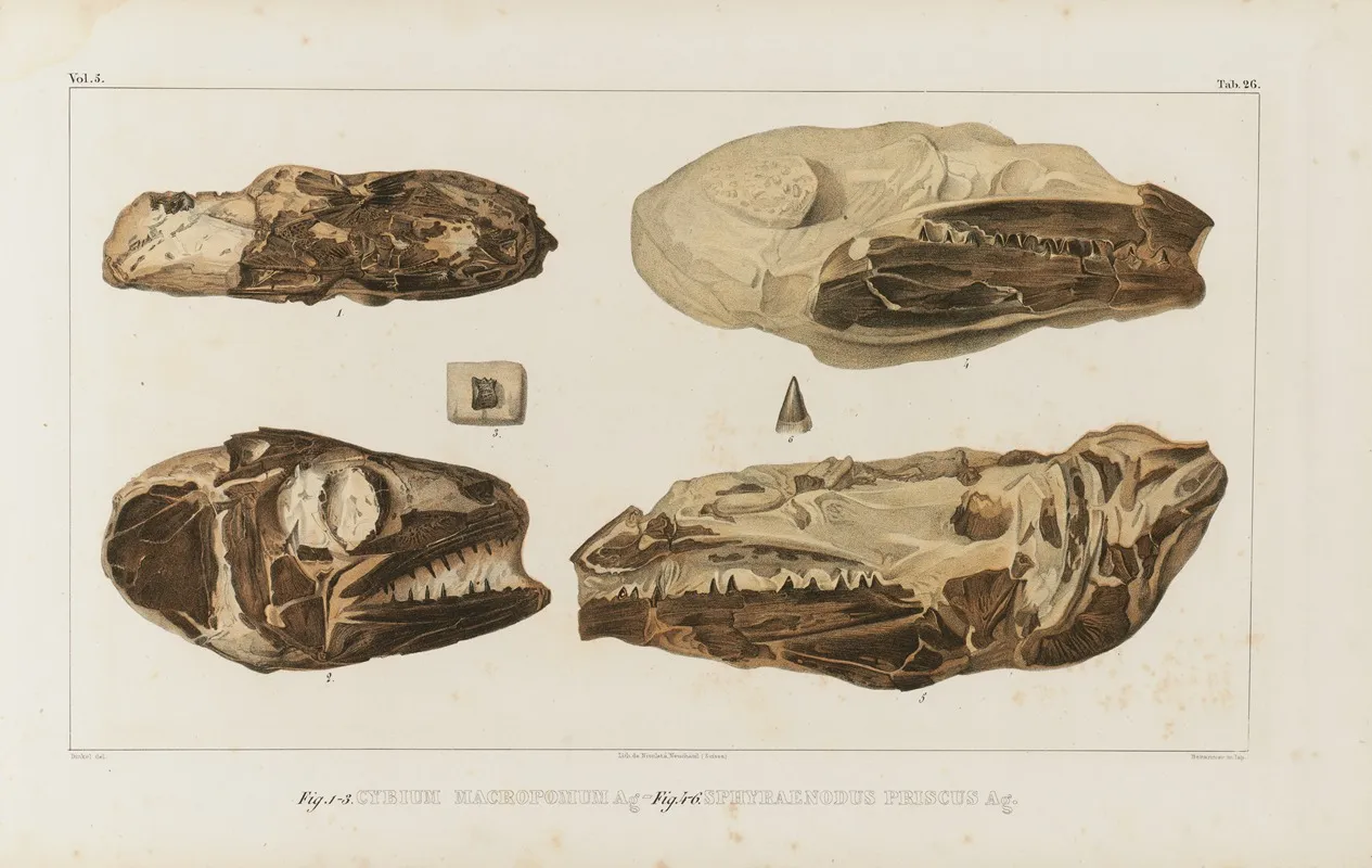 Recherches Sur Les Poissons Fossiles Pl 044 Wall Art by Louis Agassiz - High-Resolution Digital Print