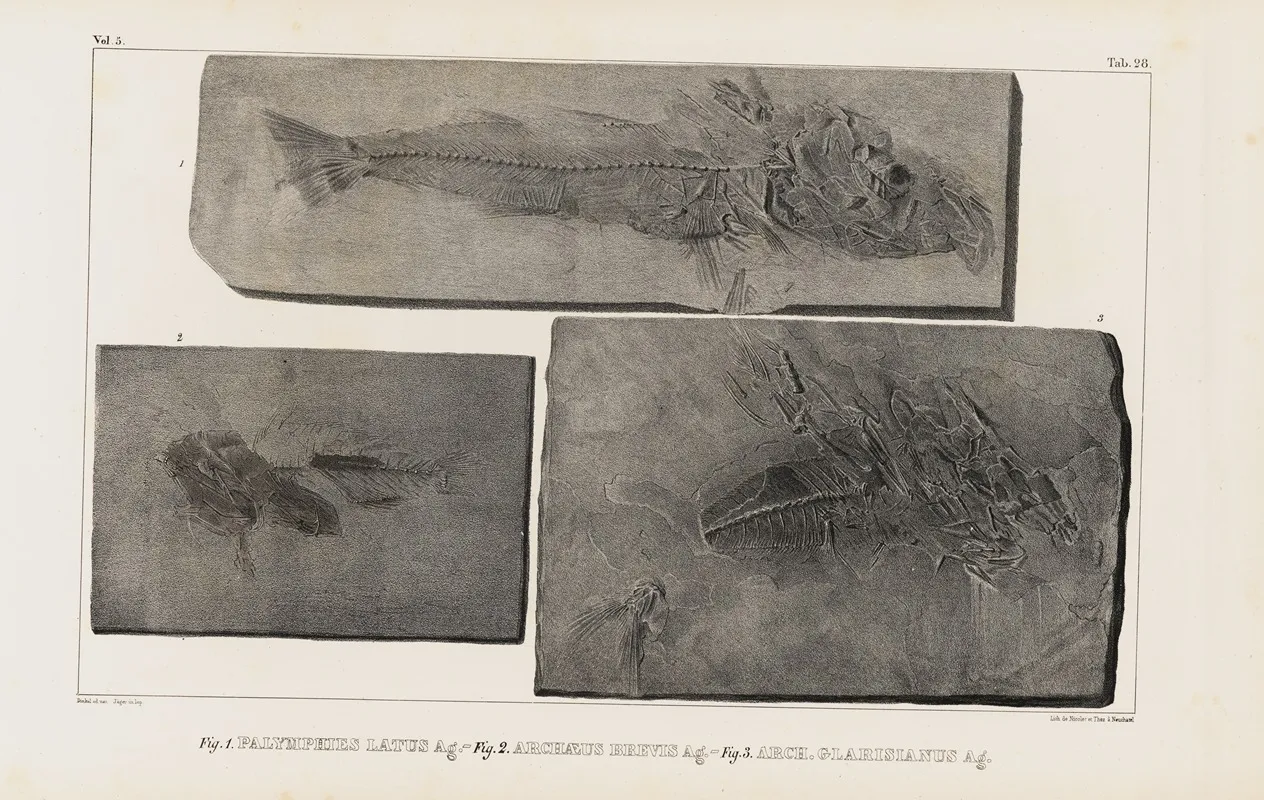 Recherches Sur Les Poissons Fossiles Pl 046 Wall Art by Louis Agassiz - High-Resolution Digital Print