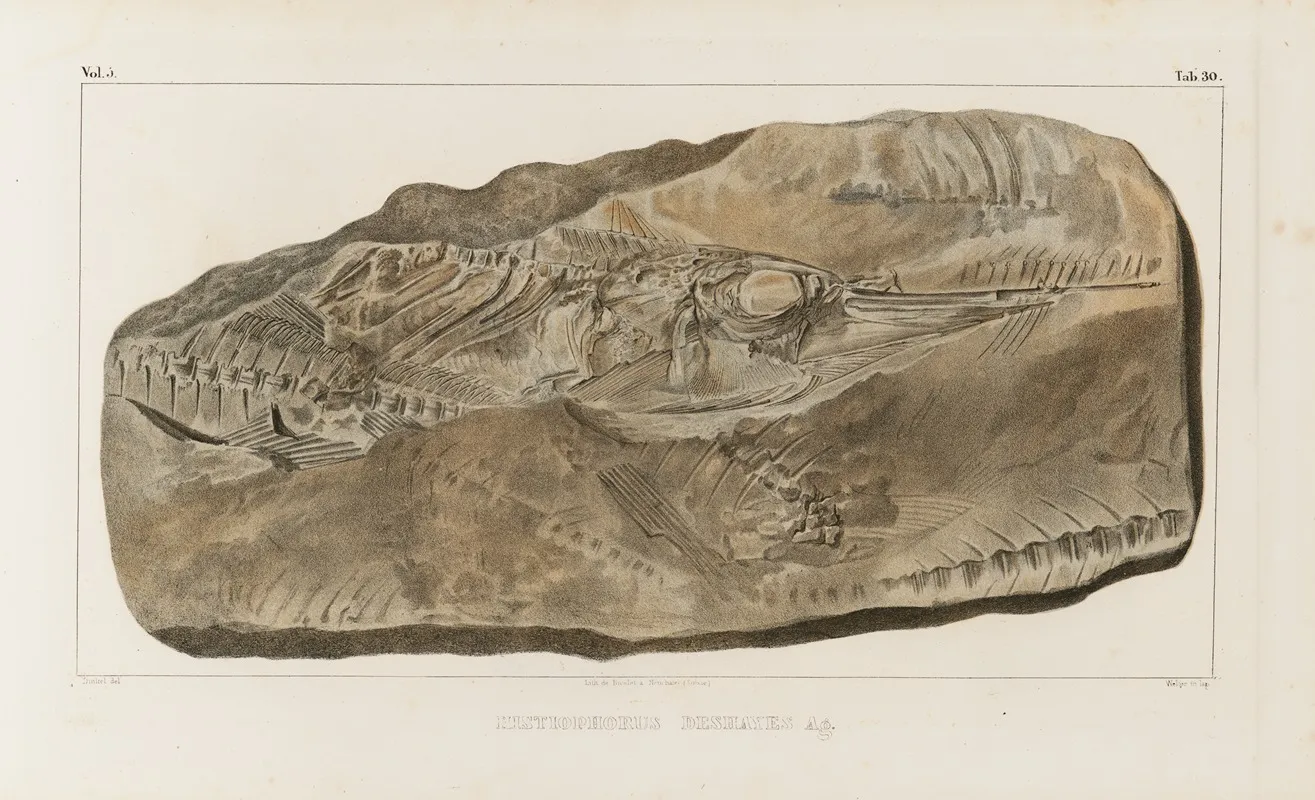 Recherches Sur Les Poissons Fossiles Pl 048 Wall Art by Louis Agassiz - High-Resolution Digital Print
