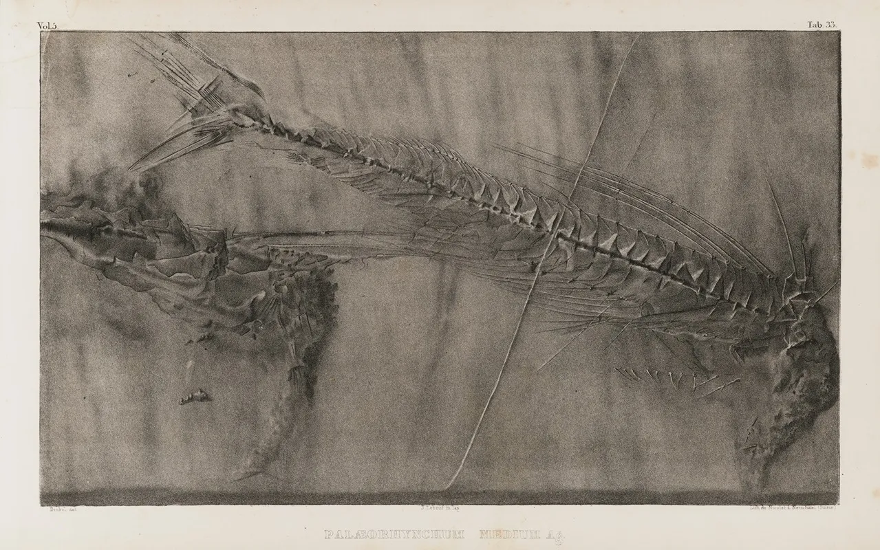Recherches Sur Les Poissons Fossiles Pl 051 Wall Art by Louis Agassiz - High-Resolution Digital Print