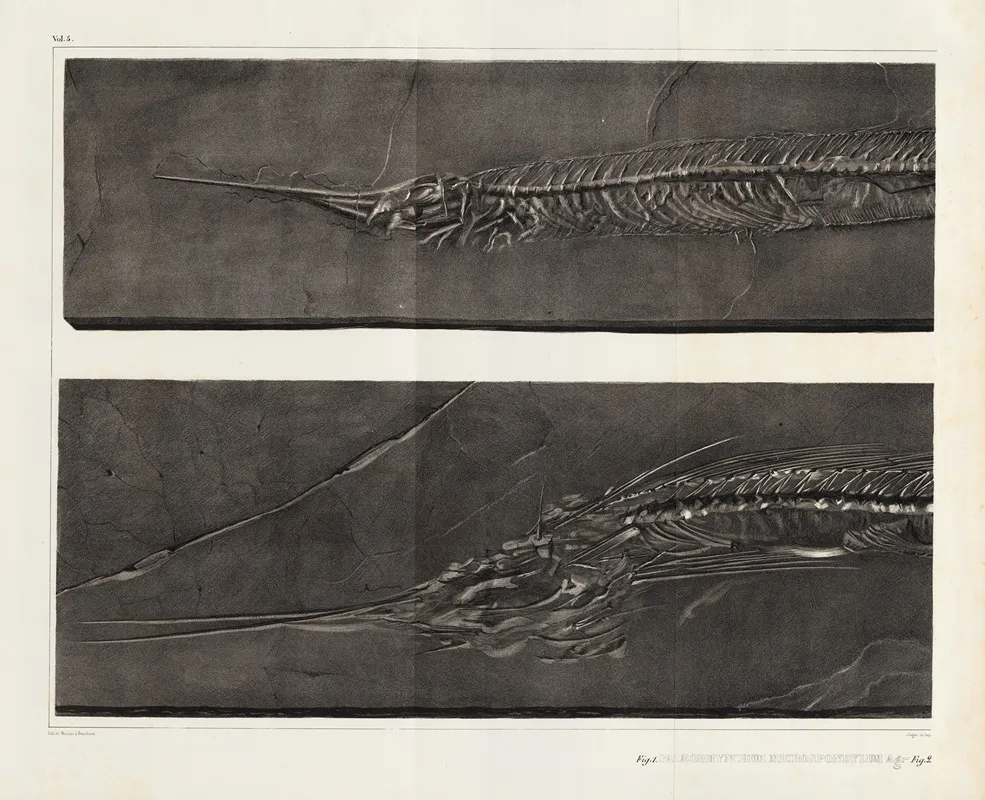 Recherches Sur Les Poissons Fossiles Pl 053 Wall Art by Louis Agassiz - High-Resolution Digital Print