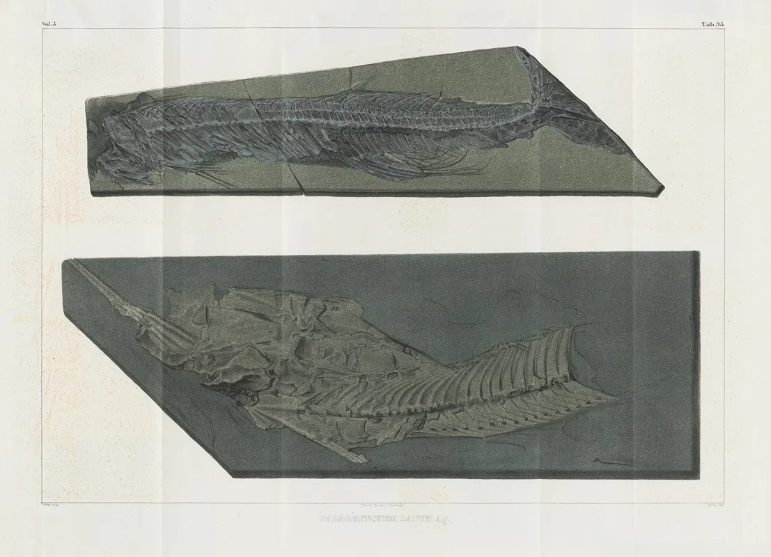 Recherches Sur Les Poissons Fossiles Pl 055 Wall Art by Louis Agassiz - High-Resolution Digital Print