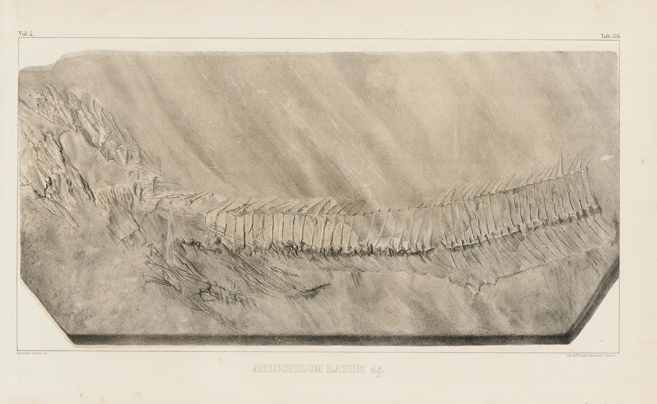 Recherches Sur Les Poissons Fossiles Pl 056 Wall Art by Louis Agassiz - High-Resolution Digital Print