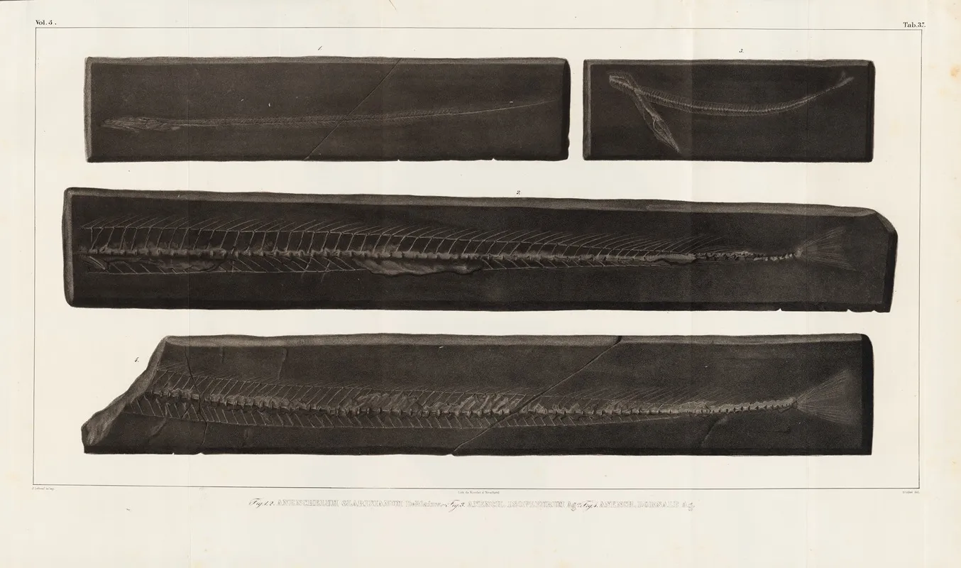 Recherches Sur Les Poissons Fossiles Pl 057 Wall Art by Louis Agassiz - High-Resolution Digital Print