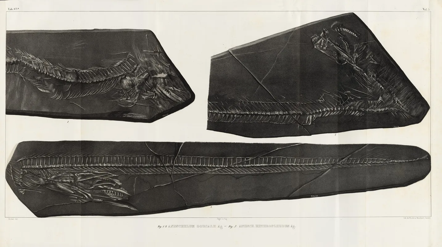 Recherches Sur Les Poissons Fossiles Pl 058 Wall Art by Louis Agassiz - High-Resolution Digital Print