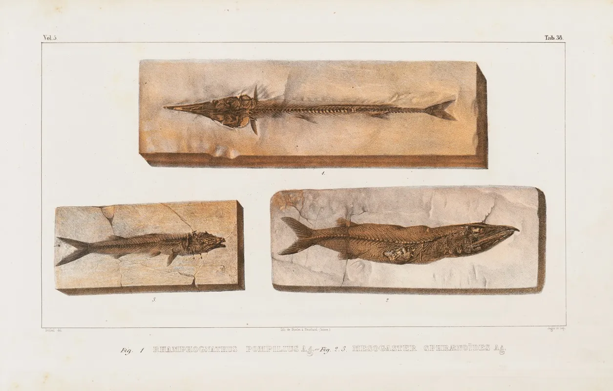 Recherches Sur Les Poissons Fossiles Pl 060 Wall Art by Louis Agassiz - High-Resolution Digital Print