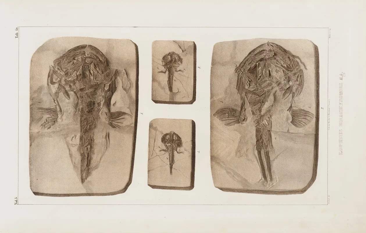 Recherches Sur Les Poissons Fossiles Pl 062 Wall Art by Louis Agassiz - High-Resolution Digital Print