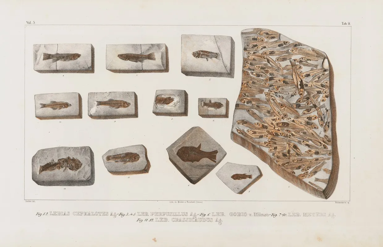 Recherches Sur Les Poissons Fossiles Pl 063 Wall Art by Louis Agassiz - High-Resolution Digital Print