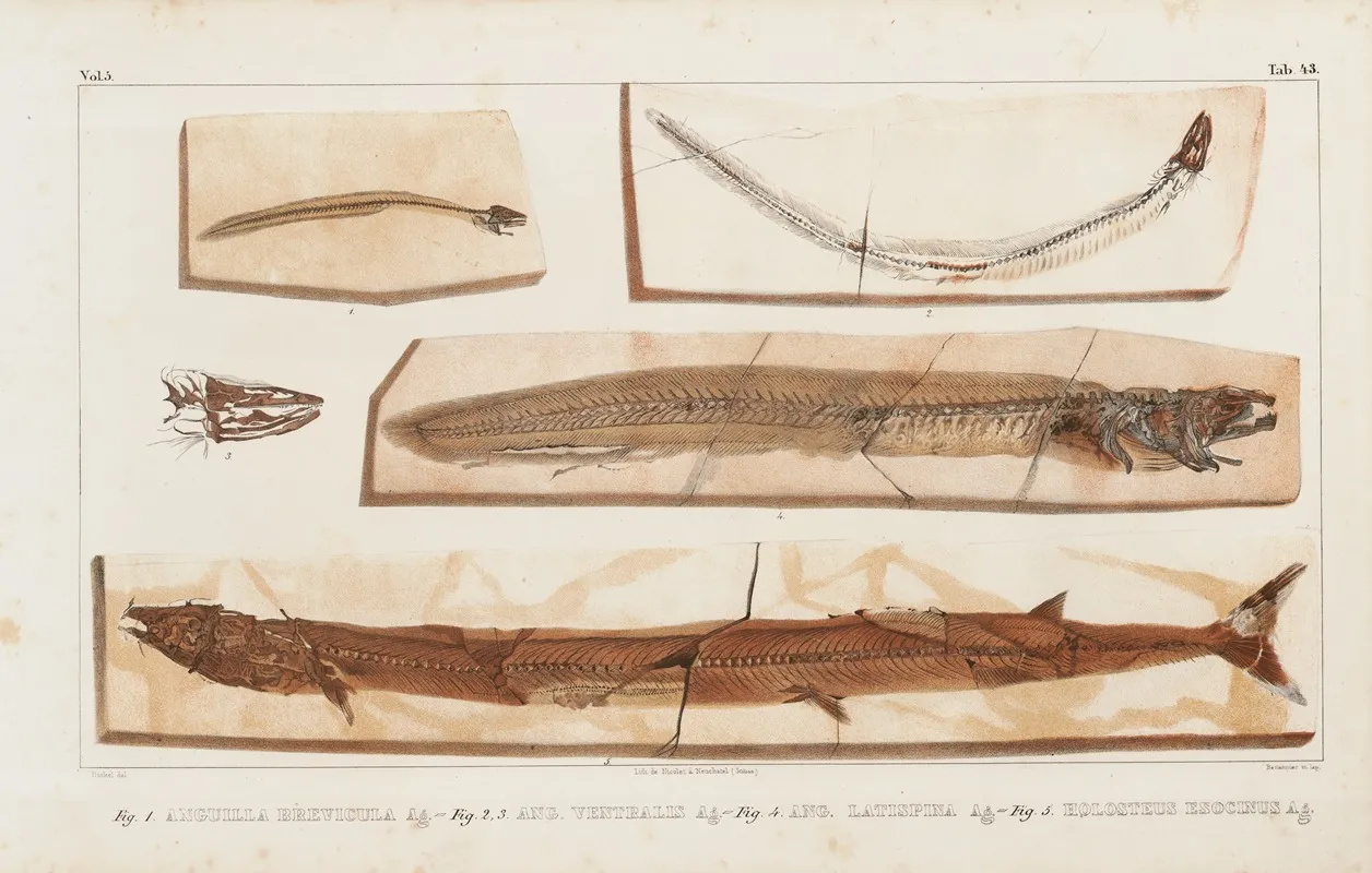 Recherches Sur Les Poissons Fossiles Pl 065 Wall Art by Louis Agassiz - High-Resolution Digital Print