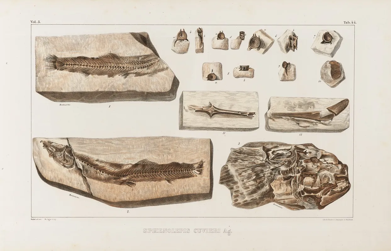 Recherches Sur Les Poissons Fossiles Pl 066 Wall Art by Louis Agassiz - High-Resolution Digital Print