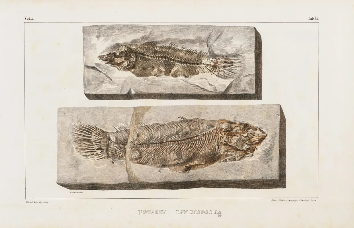 Recherches Sur Les Poissons Fossiles Pl 068 Wall Art by Louis Agassiz - High-Resolution Digital Print